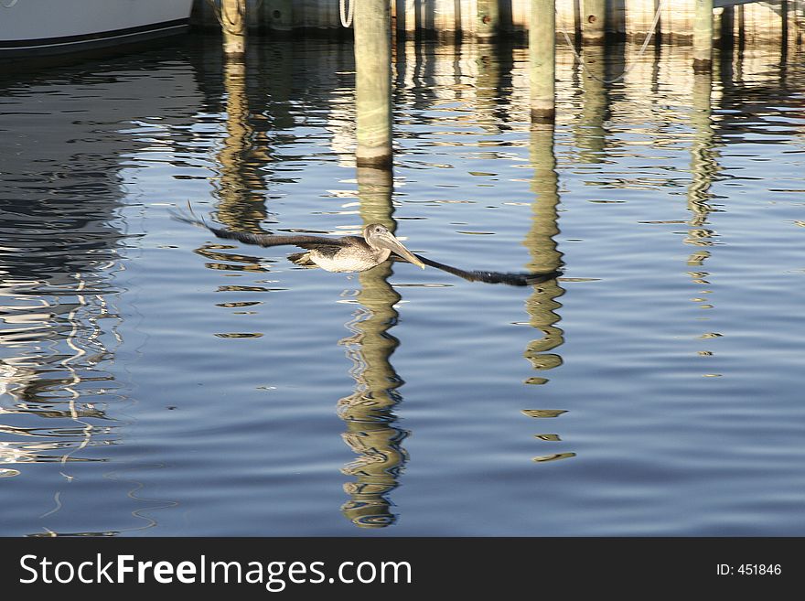 Pelican And Reflection