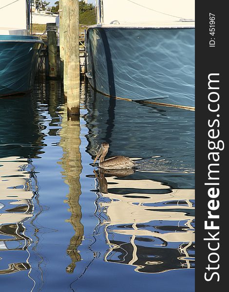 Pelican in a Reflection at a Marina. Pelican in a Reflection at a Marina