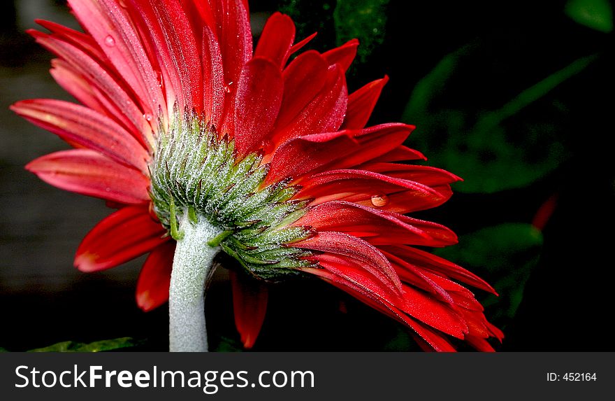 Red gerbera daisy after the rain