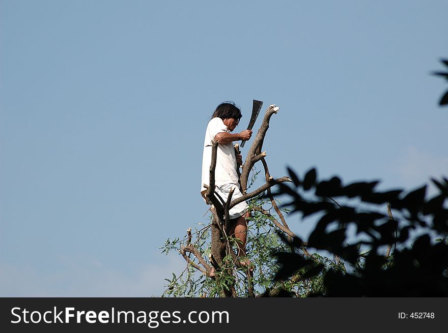 Thai man de-branching a tree before cutting it down. Thai man de-branching a tree before cutting it down