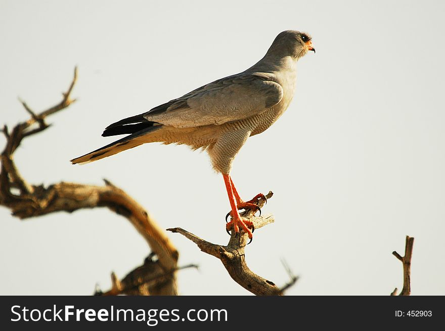 Picture of a Southern Pale Chanting Goshawk taken in the Kgalagadi Park in Northern South Africa