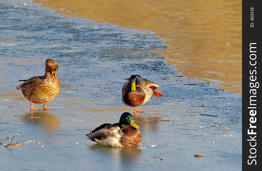 Duck ballet on an ice-on an ice paws very much slide!