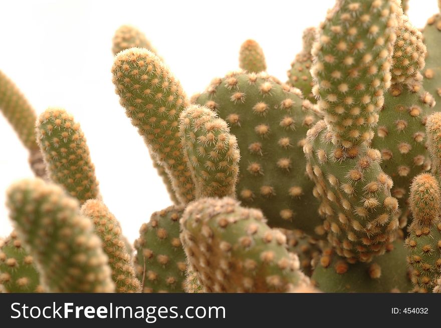 30 year old cactus detail shot with nikkor micro lens