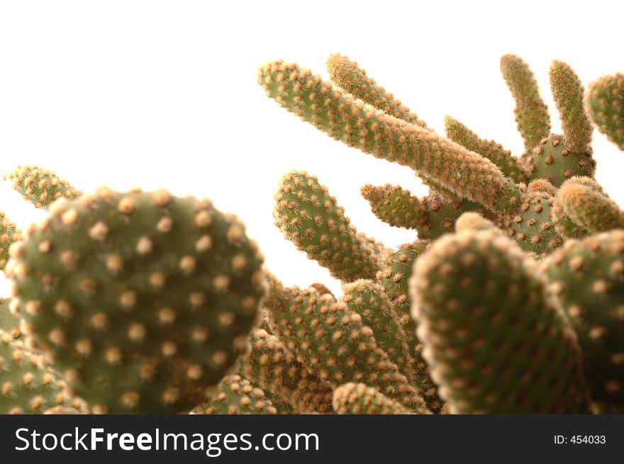 Old cactus detail shot with nikkor micro lens