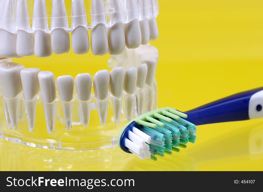 Model of Teeth and a Toothbrush. Model of Teeth and a Toothbrush