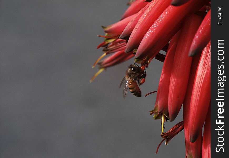 Bee gathering pollen from a vibrant, red cascade of tubular flowers.