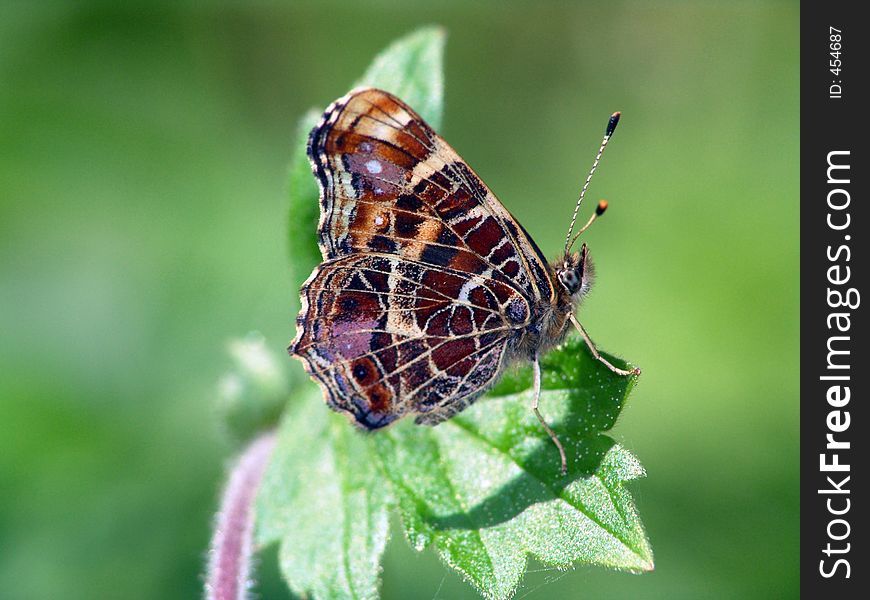 Butterfly Araschnia levana (the spring form) concerns to family Nimphalidae. Russia, the Moscow area. Original date/time: 2005:05:19 12:05:06. Butterfly Araschnia levana (the spring form) concerns to family Nimphalidae. Russia, the Moscow area. Original date/time: 2005:05:19 12:05:06.