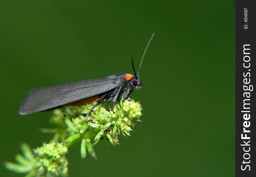 Butterfly Atolmis Rubricollis.