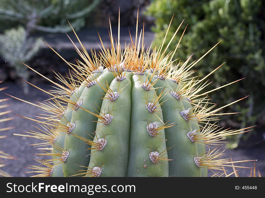 Top of a cactus plant showing spines. Top of a cactus plant showing spines