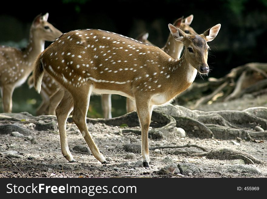 A group of deer at the Taiping Zoo and Night Safari. A group of deer at the Taiping Zoo and Night Safari