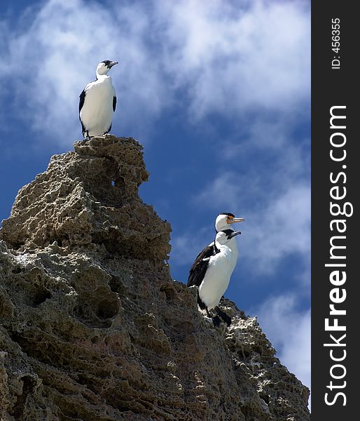 Sea Birds on Granite Rock