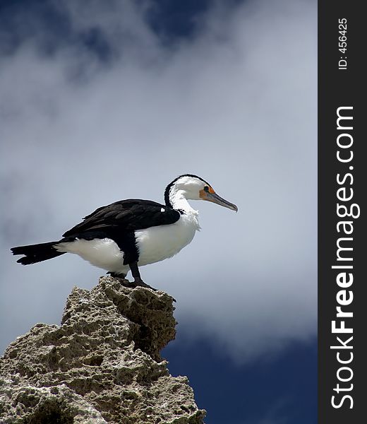 Bird Sitting on Granite Rock. Bird Sitting on Granite Rock