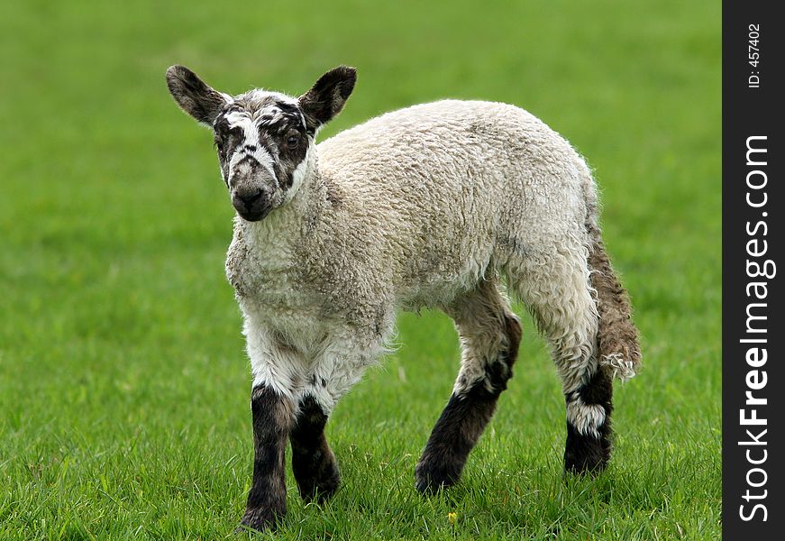 Lamb in a field in the spring. Lamb in a field in the spring.