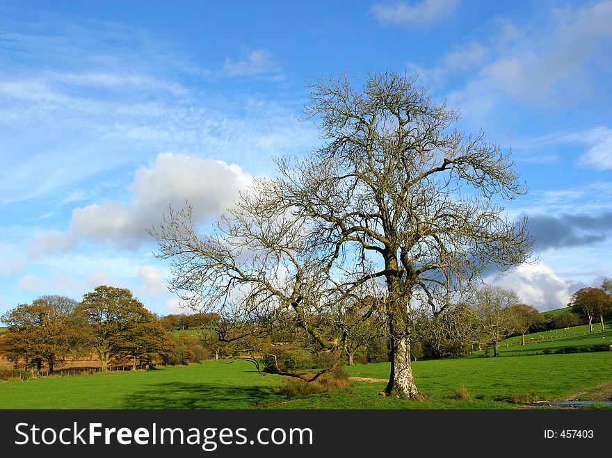 Trees and meadows in Autumn with a blue sky and clouds.