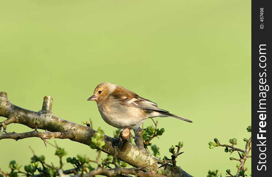 Female chaffinch perched on the branch of a hawthorn tree in spring.