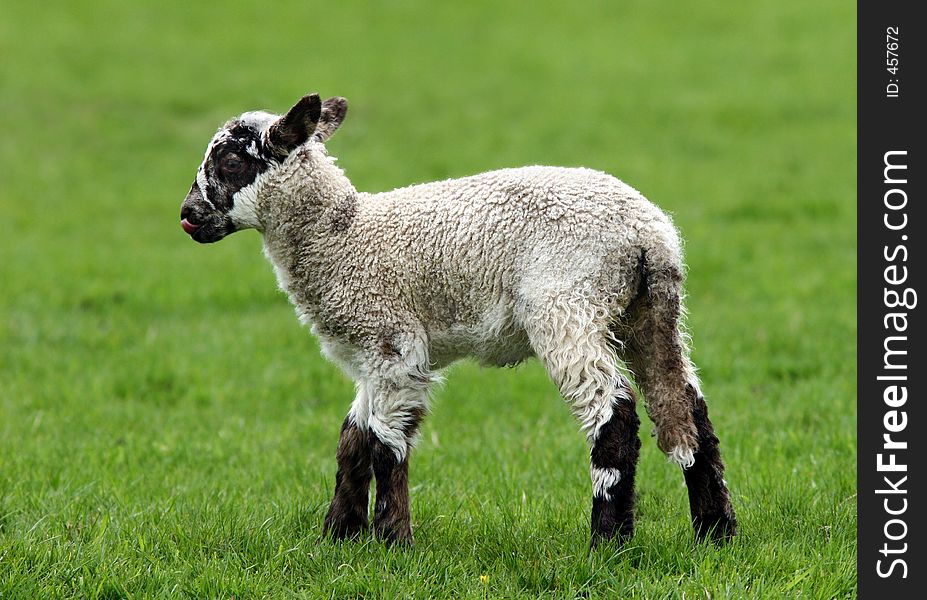 White and brown speckled lamb standing alone in a field in spring.