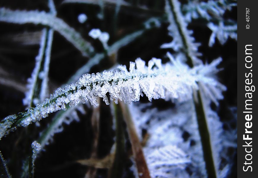 Photo of a blade of grass in winter. Photo of a blade of grass in winter