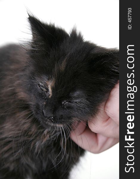 Happy Baby Black Kitten Being Pet