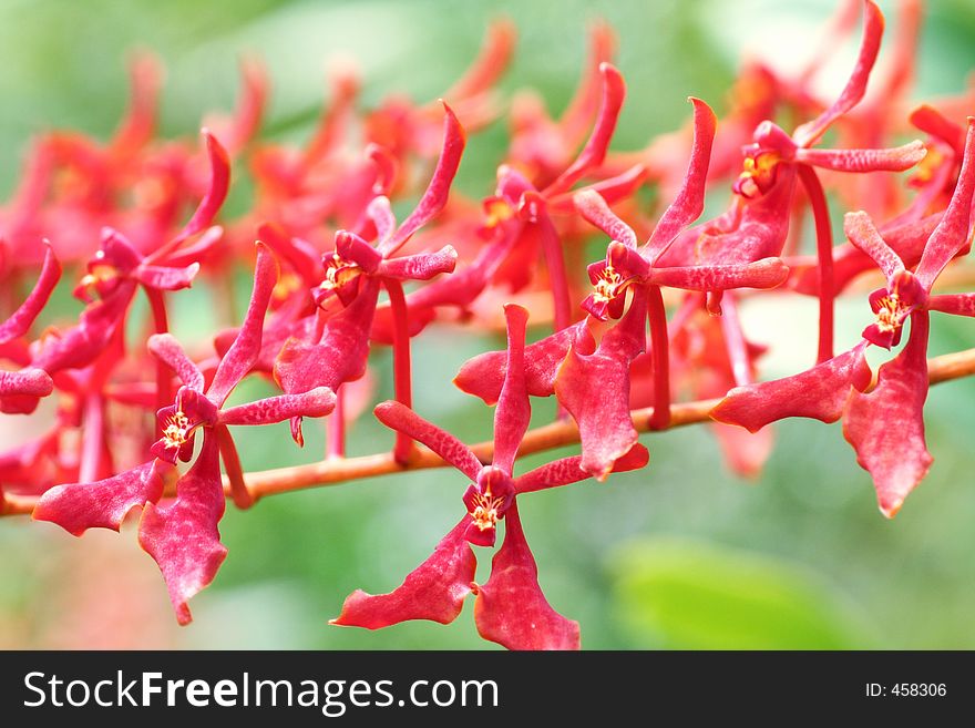 Multiples of Red Orchids. Multiples of Red Orchids