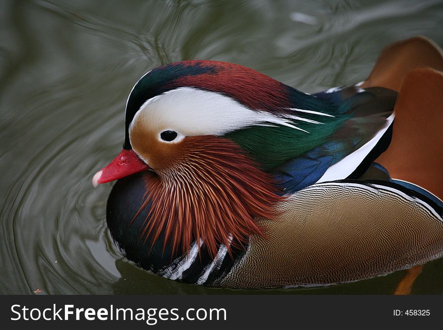 Duck in Water