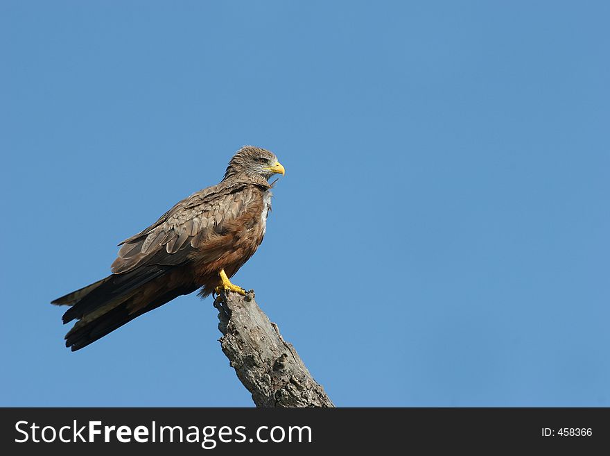 Eagle watching