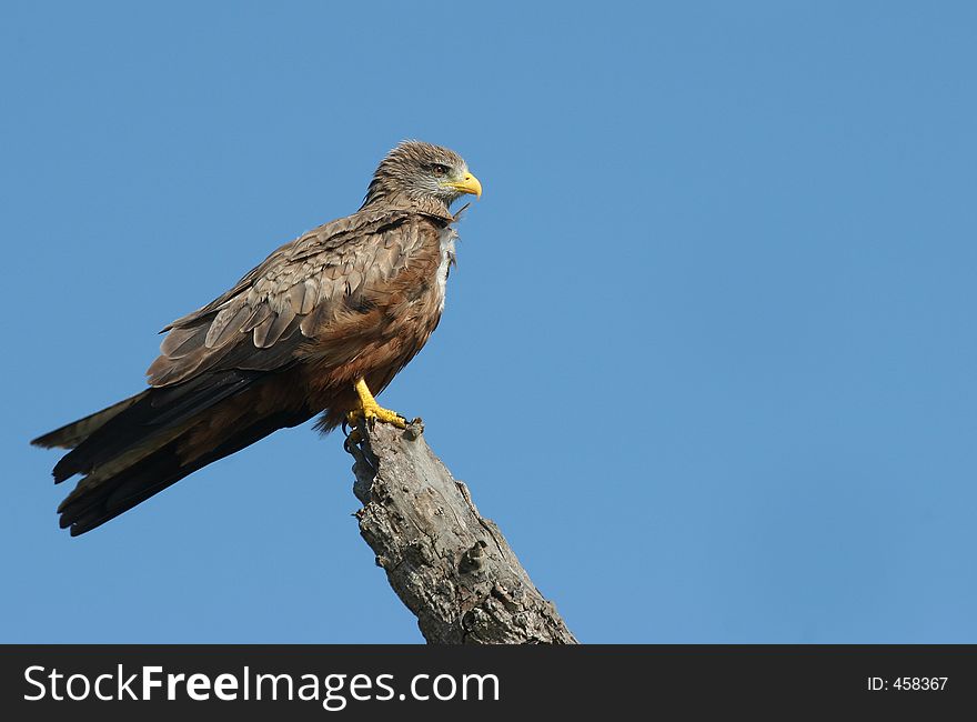 Eagle watching