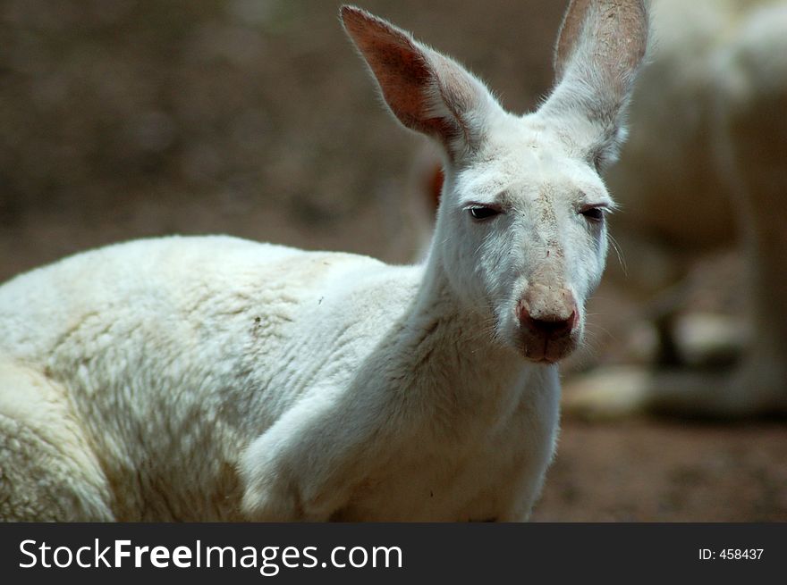 A rare white kangaroo. It's not tecnically an albino because it doesn't have red eyes.