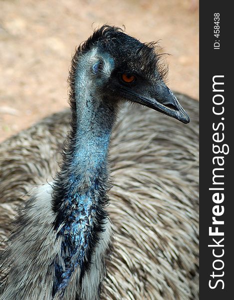 A closeup of the head part of an emu. A closeup of the head part of an emu.