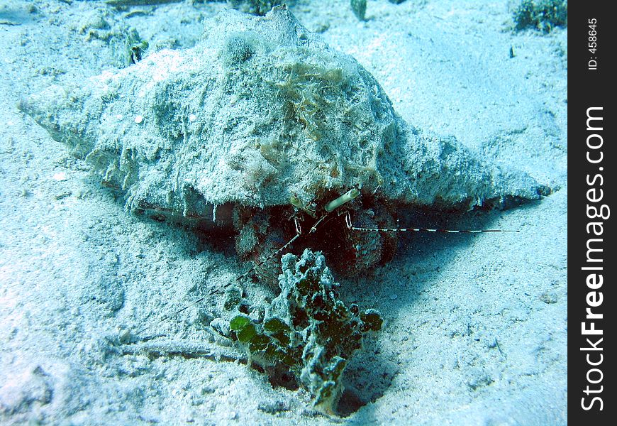 Hermit crab in the Caribbean sea