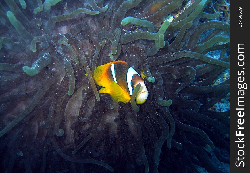 Clownfish in its anemone home. Clownfish in its anemone home