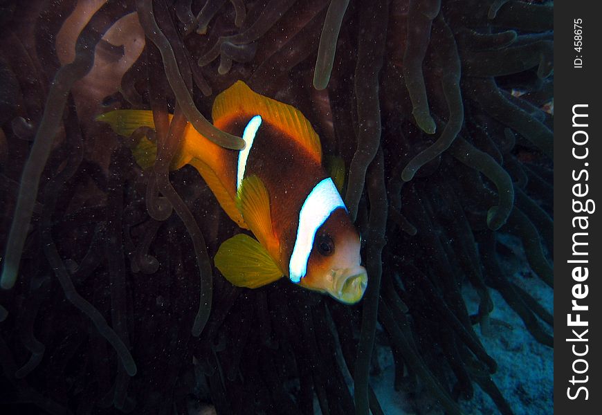 Clownfish making a kissing face. Clownfish making a kissing face