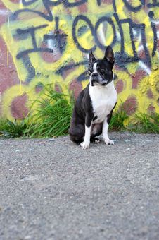 Boston Terrier And Yellow Graffiti Stock Photos