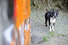 Boston Terrier And Orange Graffiti 3 Royalty Free Stock Image
