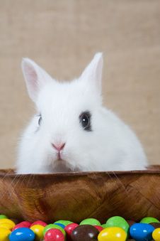 White Bunny And Chocolate Eggs Royalty Free Stock Photos White Bunny And Chocolate Eggs Royalty Free Stock Photos
