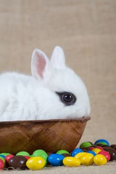 White Bunny And Chocolate Eggs Stock Photography White Bunny And Chocolate Eggs Stock Photography