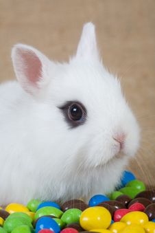 White Bunny And Chocolate Eggs Royalty Free Stock Photography White Bunny And Chocolate Eggs Royalty Free Stock Photography