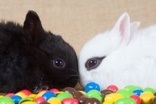 Two Bunny And Chocolate Eggs Stock Photography
