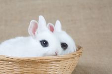 Two White Bunny In The Basket Royalty Free Stock Photo Two White Bunny In The Basket Royalty Free Stock Photo