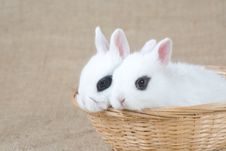 Two White Bunny In The Basket Royalty Free Stock Photos Two White Bunny In The Basket Royalty Free Stock Photos