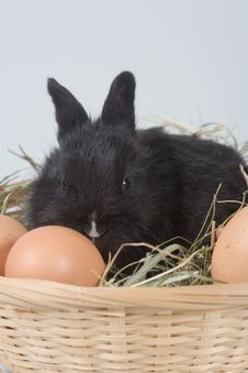 Black Bunny In The Basket And Eggs Royalty Free Stock Images
