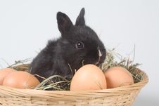 Black Bunny In The Basket And Eggs Royalty Free Stock Photography