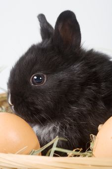 Black Bunny In The Basket And Eggs Royalty Free Stock Photo