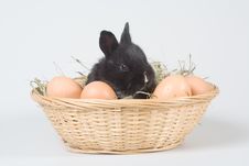 Black Bunny In The Basket And Eggs Royalty Free Stock Image