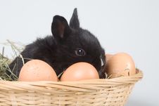 Black Bunny In The Basket And Eggs Stock Images Black Bunny In The Basket And Eggs Stock Images