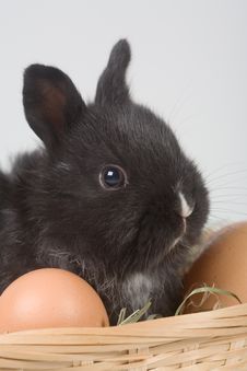Black Bunny In The Basket And Eggs Stock Image