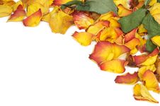 Withered Rose Petals Royalty Free Stock Photo