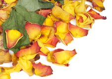 Withered Rose Petals Stock Photo