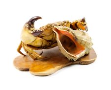 Sea Crab Hidden Behind The Cockleshell Stock Photography