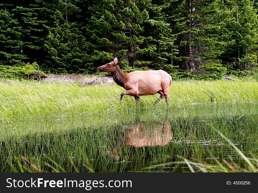 A cow elk grazes in the shallows of Cub Lake, Rocky Mountain National Park, Colorado. A cow elk grazes in the shallows of Cub Lake, Rocky Mountain National Park, Colorado