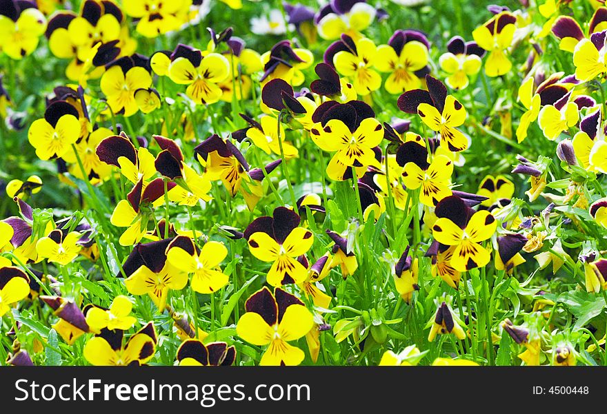 Purple and yellow pansies,background
